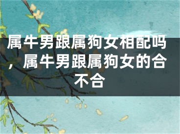 属牛男跟属狗女相配吗，属牛男跟属狗女的合不合