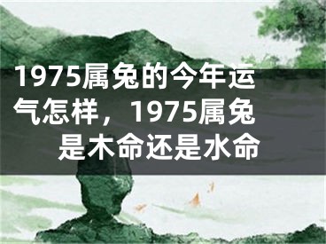 1975属兔的今年运气怎样,1975属兔是木命还是水命