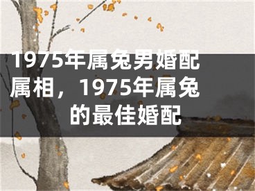 1975年属兔男婚配属相，1975年属兔的最佳婚配