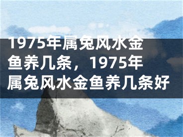 1975年属兔风水金鱼养几条,1975年属兔风水金鱼养几条好