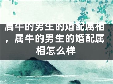 属牛的男生的婚配属相，属牛的男生的婚配属相怎么样