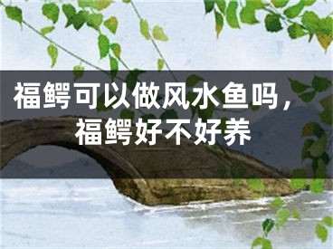 福鳄可以做风水鱼吗，福鳄好不好养