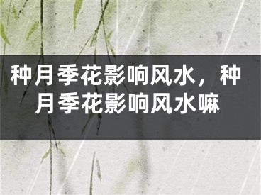 种月季花影响风水，种月季花影响风水嘛