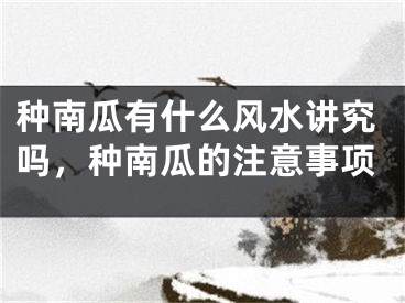 种南瓜有什么风水讲究吗,种南瓜的注意事项