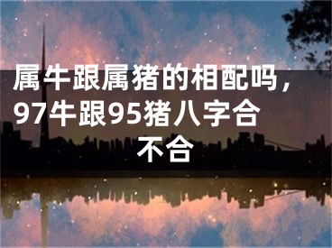 属牛跟属猪的相配吗，97牛跟95猪八字合不合