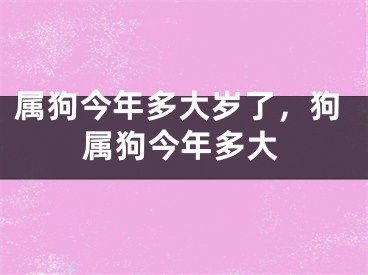 属狗今年多大岁了，狗属狗今年多大