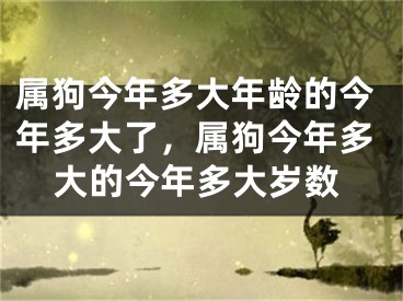 属狗今年多大年龄的今年多大了，属狗今年多大的今年多大岁数
