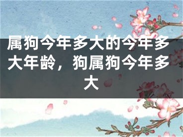 属狗今年多大的今年多大年龄，狗属狗今年多大
