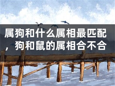 属狗和什么属相最匹配，狗和鼠的属相合不合