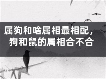 属狗和啥属相最相配，狗和鼠的属相合不合