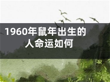 1960年鼠年出生的人命运如何 