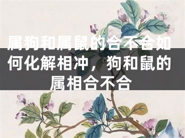 属狗和属鼠的合不合如何化解相冲，狗和鼠的属相合不合