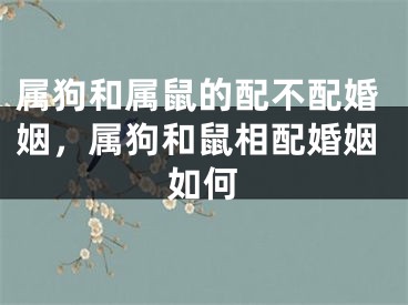 属狗和属鼠的配不配婚姻，属狗和鼠相配婚姻如何