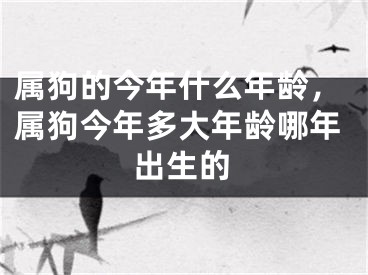 属狗的今年什么年龄,属狗今年多大年龄哪年出生的
