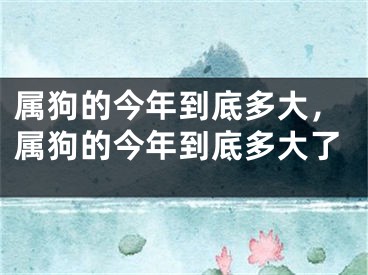 属狗的今年到底多大，属狗的今年到底多大了