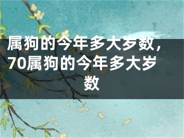 属狗的今年多大岁数，70属狗的今年多大岁数