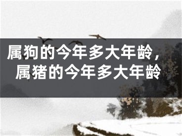 属狗的今年多大年龄，属猪的今年多大年龄