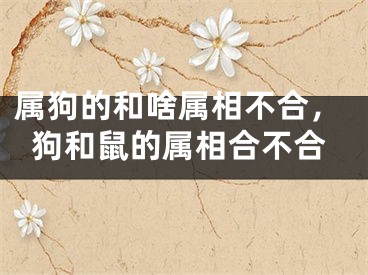 属狗的和啥属相不合,狗和鼠的属相合不合
