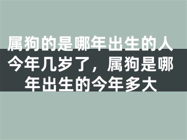 属狗的是哪年出生的人今年几岁了，属狗是哪年出生的今年多大
