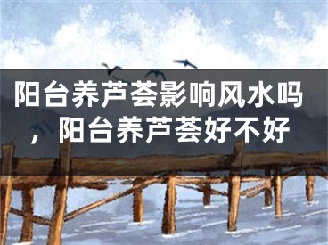 阳台养芦荟影响风水吗，阳台养芦荟好不好