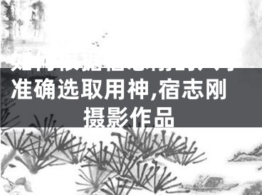 如何根据宿志刚的八字准确选取用神,宿志刚摄影作品