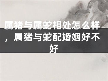 属猪与属蛇相处怎么样，属猪与蛇配婚姻好不好