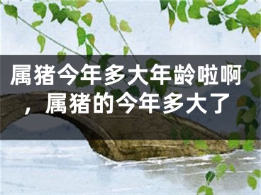 属猪今年多大年龄啦啊，属猪的今年多大了