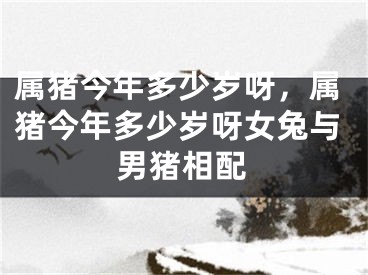 属猪今年多少岁呀，属猪今年多少岁呀女兔与男猪相配