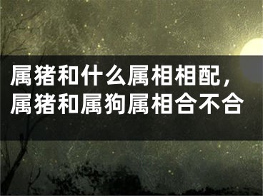 属猪和什么属相相配，属猪和属狗属相合不合