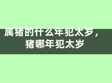 属猪的什么年犯太岁，猪哪年犯太岁