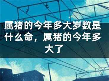属猪的今年多大岁数是什么命，属猪的今年多大了