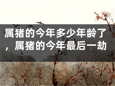 属猪的今年多少年龄了，属猪的今年最后一劫