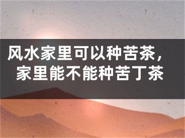 风水家里可以种苦茶，家里能不能种苦丁茶