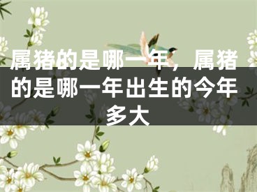 属猪的是哪一年，属猪的是哪一年出生的今年多大