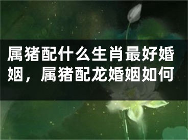 属猪配什么生肖最好婚姻,属猪配龙婚姻如何