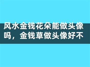 风水金钱花朵能做头像吗，金钱草做头像好不