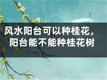 风水阳台可以种桂花,阳台能不能种桂花树