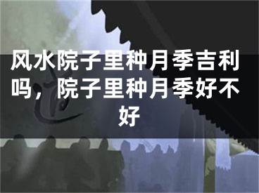 风水院子里种月季吉利吗，院子里种月季好不好