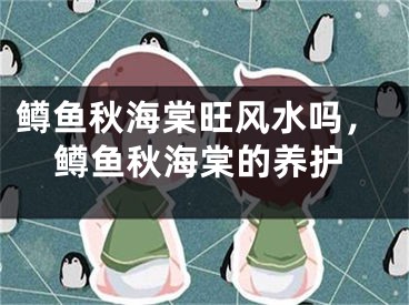 鳟鱼秋海棠旺风水吗，鳟鱼秋海棠的养护