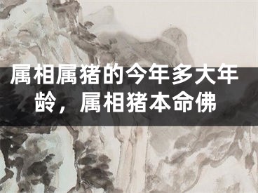 属相属猪的今年多大年龄，属相猪本命佛