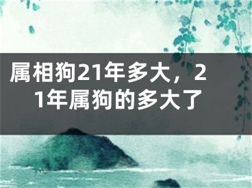 属相狗21年多大，21年属狗的多大了