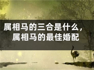 属相马的三合是什么，属相马的最佳婚配