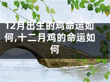 12月出生的鸡命运如何,十二月鸡的命运如何