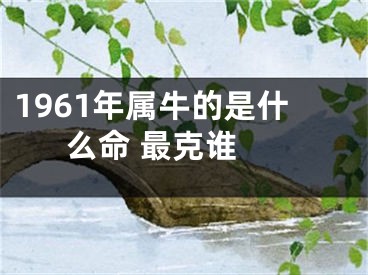 1961年属牛的是什么命 最克谁 