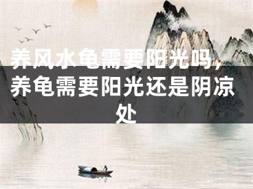 养风水龟需要阳光吗,养龟需要阳光还是阴凉处